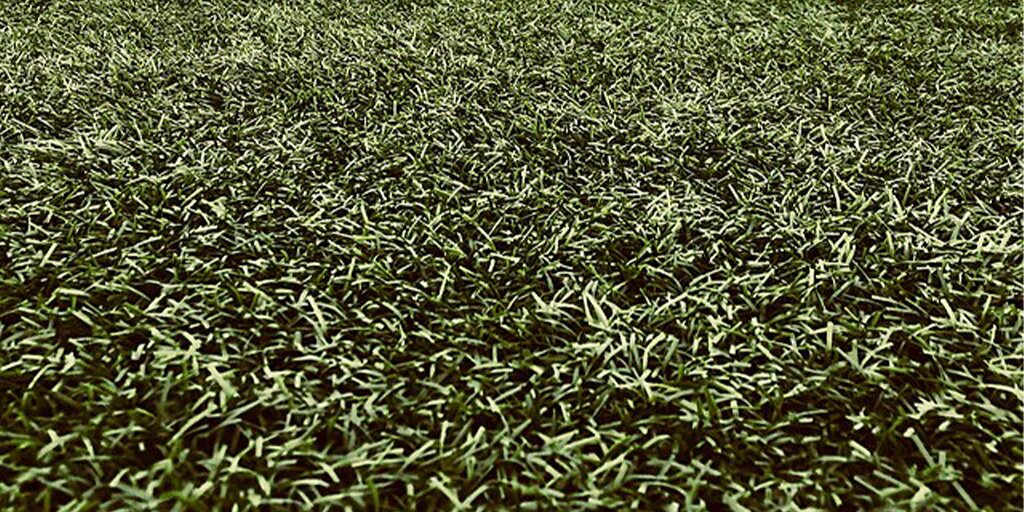 Astroturf, Zute8, Wikimedia