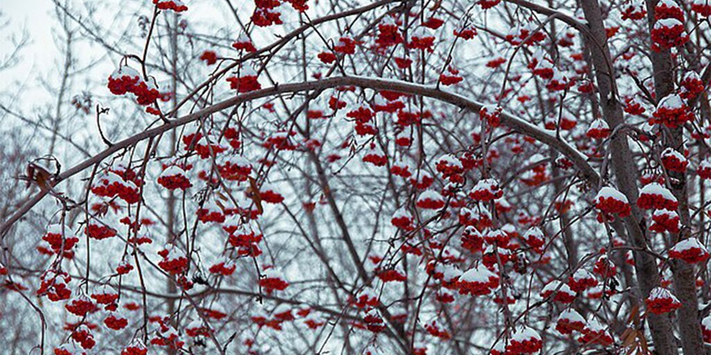 rowan_winter